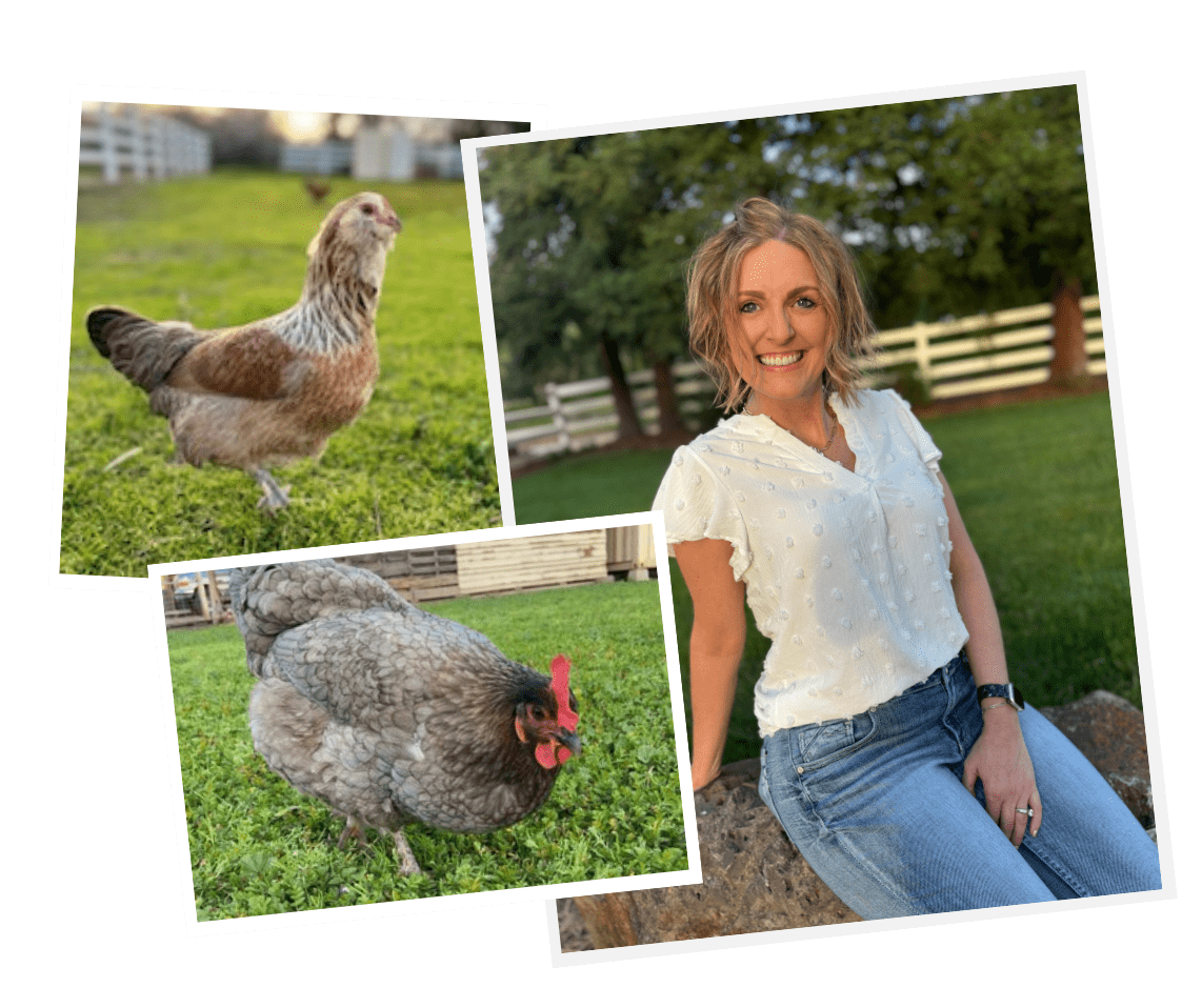 A collage of three images; two images of chickens and one image of owner Katie Hawkins in a white blouse with blue jeans.